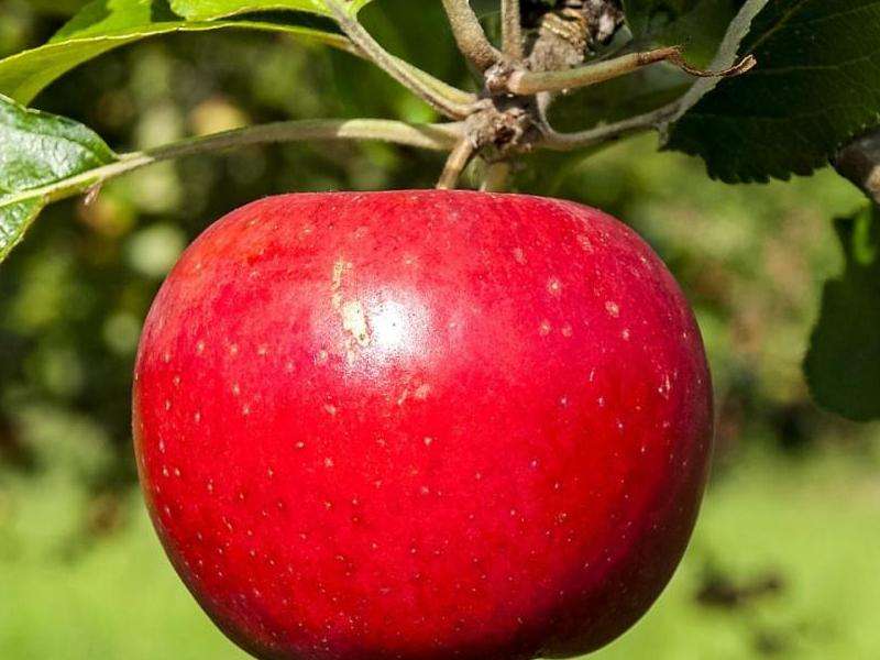 Facebook是苹果啥软件？了解Facebook在苹果设备上的应用